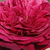 Bordová - Anglické růže - Ausvelvet